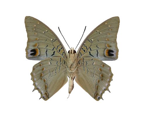 Charaxes imperialis male UNS